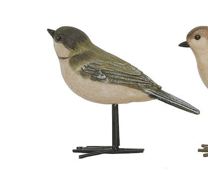 Moss Songbird